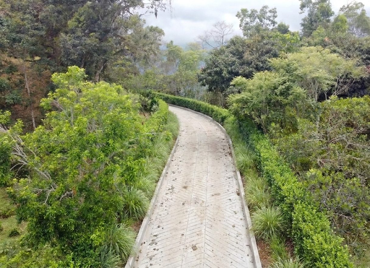 Camino interno entre el bosque